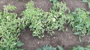 Почему скручиваются листья на томатах