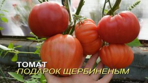 Томат ПОДАРОК ЩЕРБИНИНЫМ. Обзор сортов ТОМАТОВ!