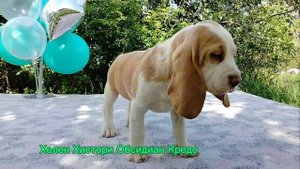 Щенки бигля питомник Хелен Хистори, помет "о", д.р. 6.04.25