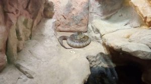 Московский зоопарк. Широкоголовый питон.