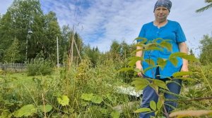 Обдираю траву.