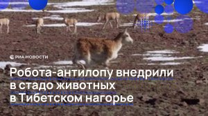 Робота-антилопу внедрили в стадо животных в Тибетском нагорье