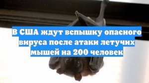 В США ждут вспышку опасного вируса после атаки летучих мышей на 200 человек