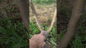 Результат перепрививки деревьев.