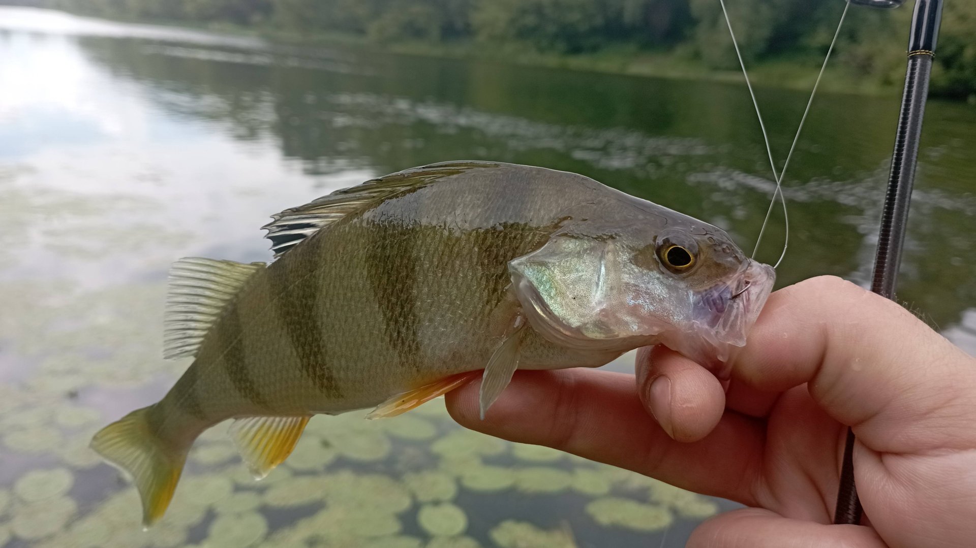 Микроджиг. Это просто ЖОР какой-то!!!!! Окунь на каждом забросе!!!