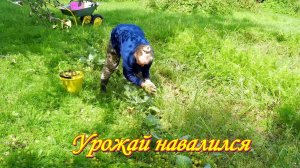 Урожай навалился