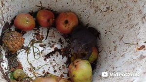 Осторожно, жаба! Что это за зверь?