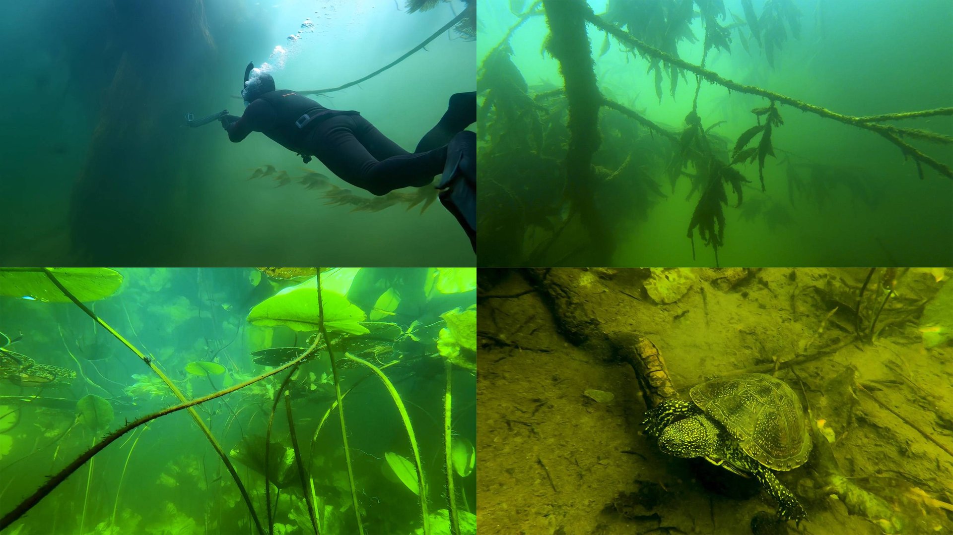 Подводный мир Иловли: Природа реки у посёлка Захаровка — Часть 2 (Июнь 2025). смотреть онлайн