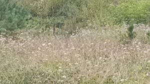 4. Гора Теплая (728 метров). 7 августа 2025 года.