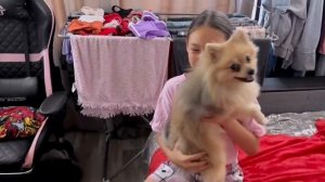 Будни щенков. Готовим пиццу. Развозим щенков. Катамараны. Играем в прятки