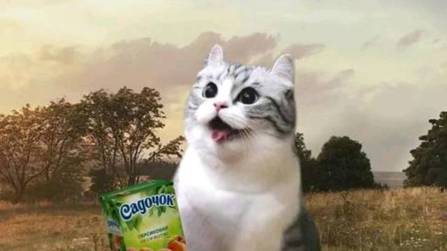 Дурачок дбшеит