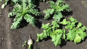 Дайкон САША