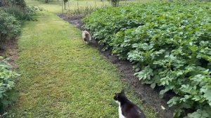 НЕОЖИДАННЫЙ ГОСТЬ! 100% ЗАЩИТА ДОМА от КОТОВ! 24 Часа челлендж ||Анука Давай-ка||