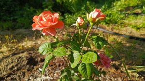 ВЛОГ : ДУША БОЛИТ СЕРДЦЕ СКУЧАЕТ / ДАЧА МОЁ СПАСЕНИЕ