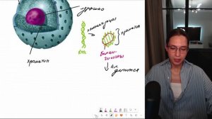 Строение и функции ядра клетки. Готовимся к ЕГЭ по биологии.
