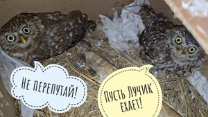 Сыча Кубышу упаковали, сыча Лучика почесали, сову филина Ёлку раскачали и поехали в Москву