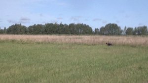 Бретон Марко. родилась легавая!