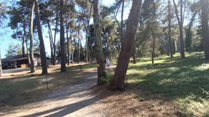 Абхазия Пицунда Лдзаа/коты едят сулугуни/как поставить зонт/велосипеды/море