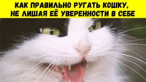 ЭТО РАБОТАЕТ! 20 ЗОЛОТЫХ правил воспитания кошки, которые ИЗМЕНЯТ вашу жизнь НАВСЕГДА