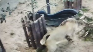 Шерхан понедельников не признает в Минском зоопарке.11 августа.