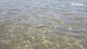 АНАПА сегодня 12 августа 2025. ЦЕНТРАЛЬНЫЙ ПЛЯЖ Золотой берег. Чёрное море. Погода в Анапе сейчас