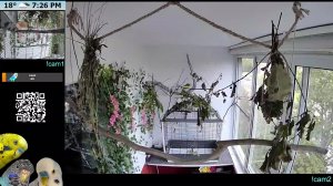 Попугаи ночью