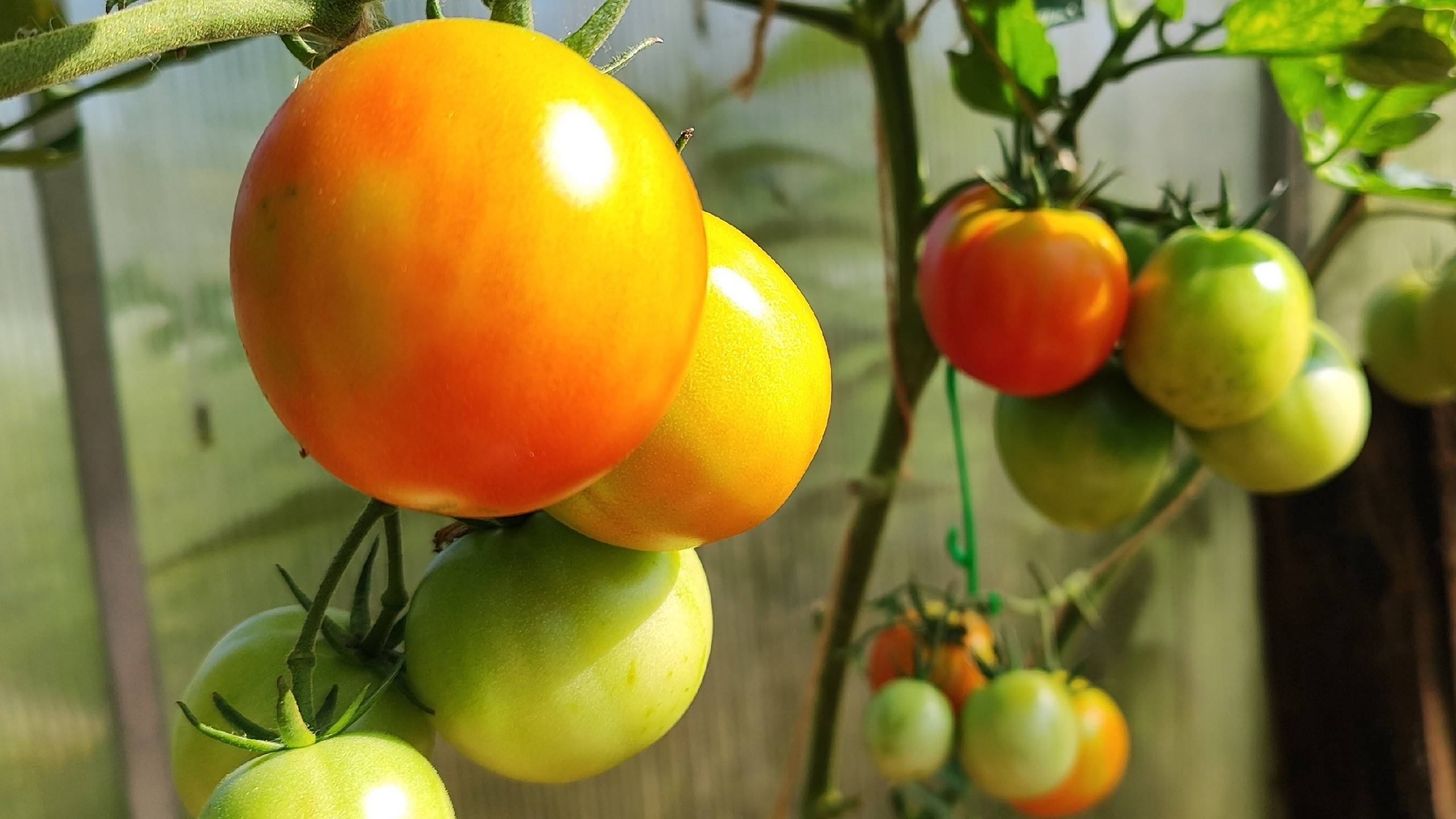 Устойчивый к кладоспориозу томат Штраух