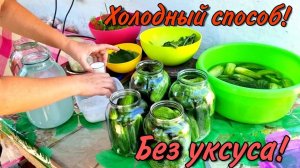 РЕЦЕПТ ОГУРЦОВ на зиму! ХОЛОДНЫЙ СПОСОБ! БЕЗ УКСУСА! ОГУРЦЫ КАК БОЧКОВЫЕ! Все просят этот рецепт!