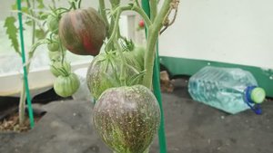 9 августа 2025 года на даче, кроты замучили, томаты в теплице, приспускаю огурцы, собираю ежевику.