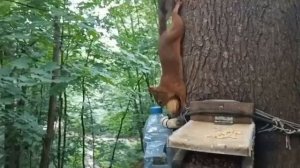 Зарисовка с Белками