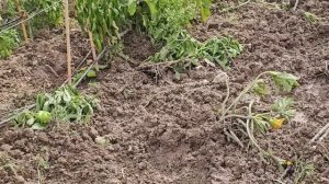 3-4 августа 2025. Влог, когда начала за здравие, а закончила за... упс... КОРОЧЕ, КАБАНЫ ВЕРНУЛИСЬ