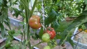 15-08-2025.Дача..Томатики созревают.