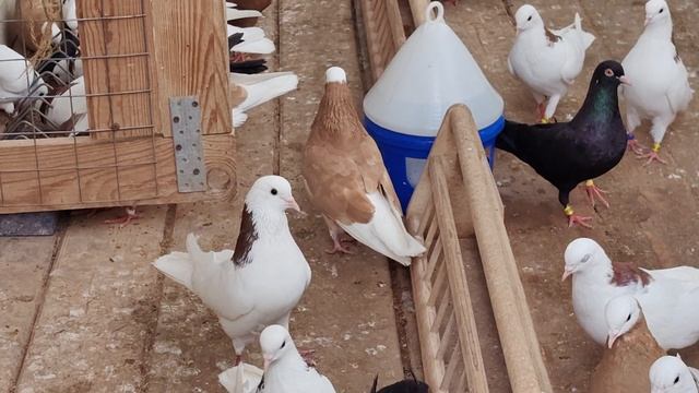 В голубятне всё нормально . VID_20250812_103521.mp4 смотреть онлайн