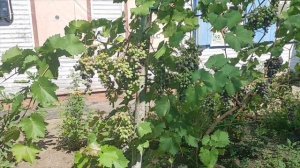 12 августа 2025