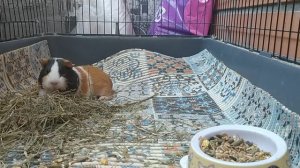 пружина топ антестрес