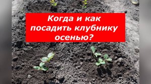 Осенняя посадка клубники