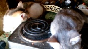 Жаркое из кошек