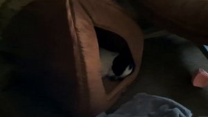 чихуахуа храпит во сне / Chihuahua snores in his sleep