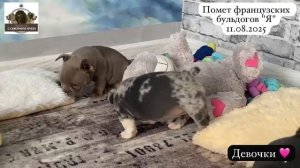 Французские бульдоги помет "Я", на видео щенкам полтора месяца 💗💗💗