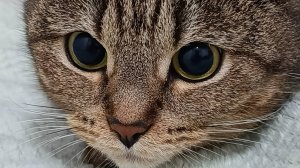 Задумчивая мадам 🐈💭💭