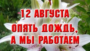 12 августа. Опять дожди, а мы работаем