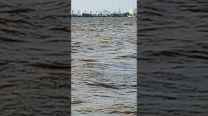 Финский залив. Петербург.