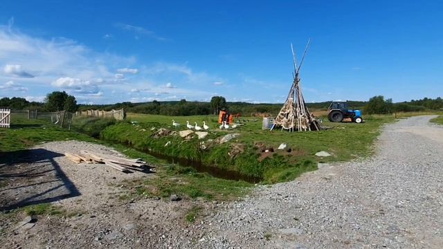 На ферме есть овцы и гуси