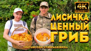 Собираем Ценный Гриб - Лисичка Обыкновенная. Cantharellus Cibarius. Тропа Грибника.