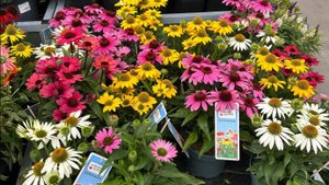 Копаем картошку, обрезала все листья на томатах.