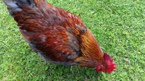 Петя красавчик.