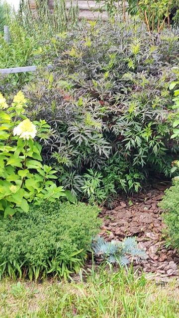 Миксбордер с хвойными и декоративно-лиственными 2025