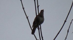 соловей поет соловей фото птицы птица поет как соловей