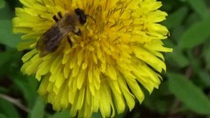 видео про природу и животных животные живущие в России животные в природе