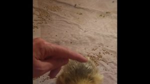 Гусенок одиночка